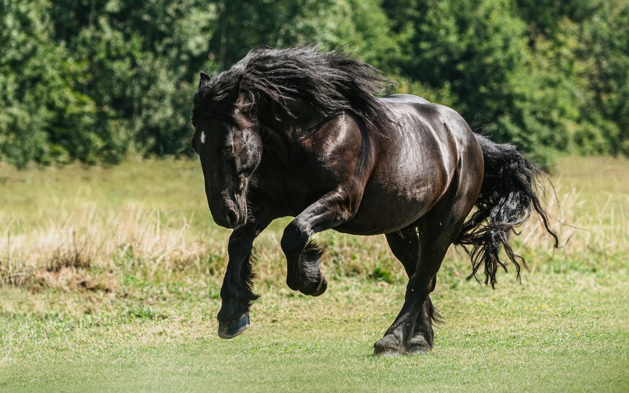 Trotz ihrer Masse sind die Pferde äusserst elegant und verfügen über ausgeprägte Gänge. 