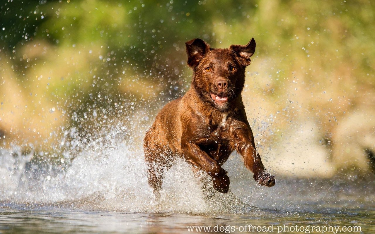 Wasserhund Mira eingesendet von Andrea Bless