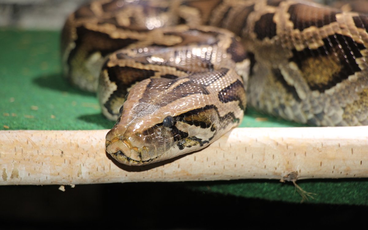 Der Dunkle Tigerpython wurde in einem Tessiner Wald gefunden. 