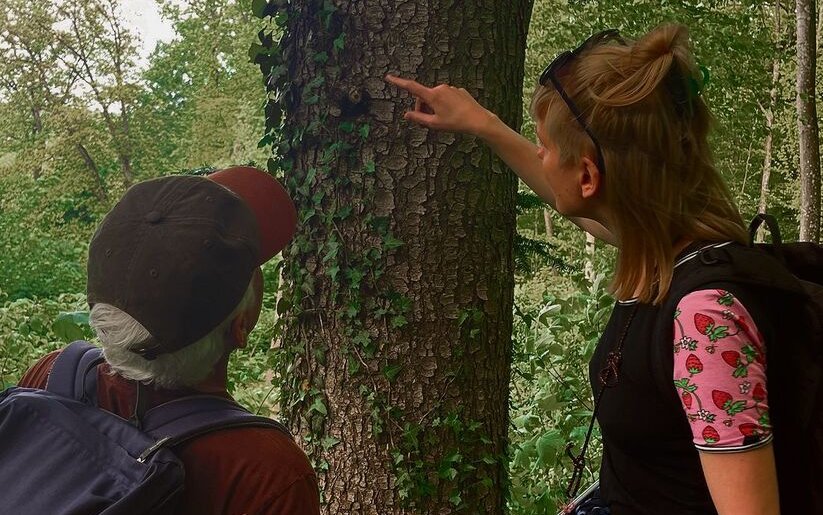 Eline Staubli und Fredy Nipkow untersuchen einen Belaufbaum. In seiner Krone finden die Ameisen ihre Nahrung.