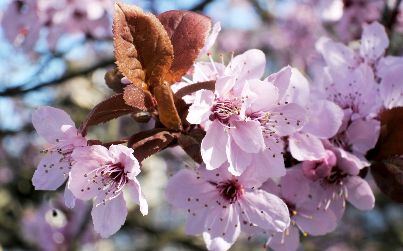 Winterkirsche (Prunus subhirtella)
