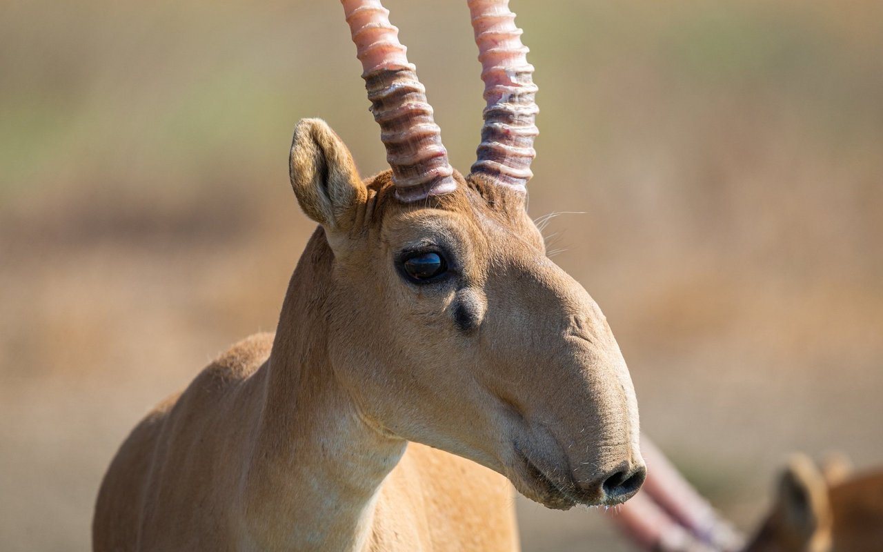 Grosse Nase mit Zweck: Eine Saigaantilope. 