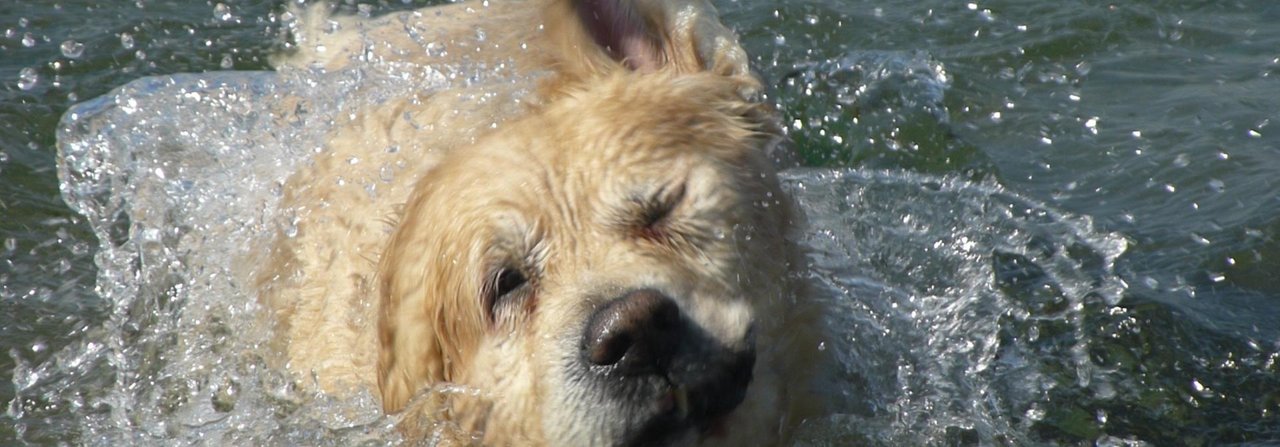 Nach einem heissen Tag gibt  es auch für Hunde nichts Besseres, als sich ins Wasser zu stürzen. Doch an vielen Orten sind sie unerwünscht.