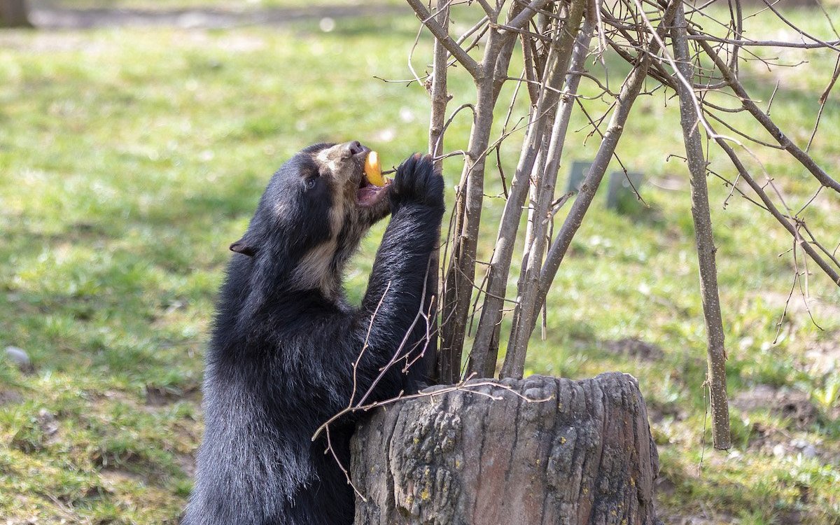 Der Brillenbär muss sich sein Futter erarbeiten.