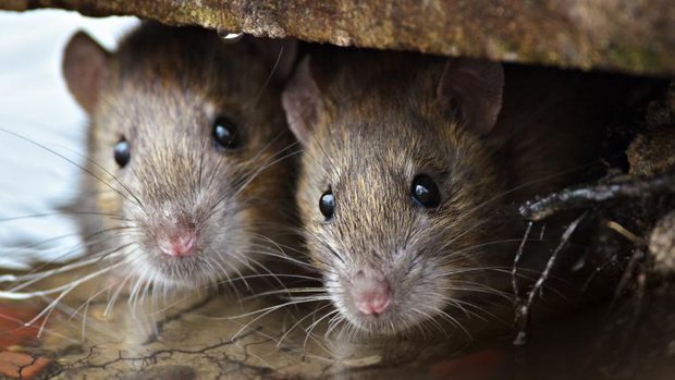 Zweit Ratten schauen unter dem Randstein hervor