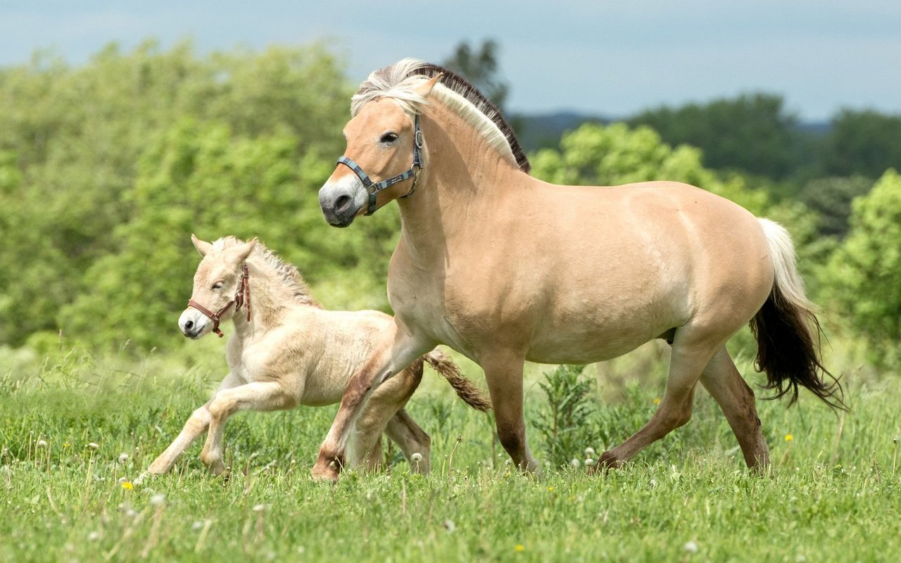 Fjordinger gehören eigentlich zu den Ponys.