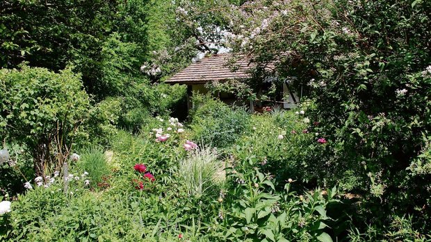 In Rosmarie Mosimanns Garten entfalten sich Blumen mit aufeinander abgestimmten Farbtönen wie etwa Pfingstrosen und Iris.