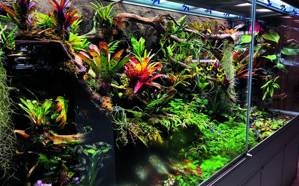Von Ralf Wirtensohn gebaute Terrarien für Pfeilgiftfrösche in der Kantonsschule Urdorf (ZH). 