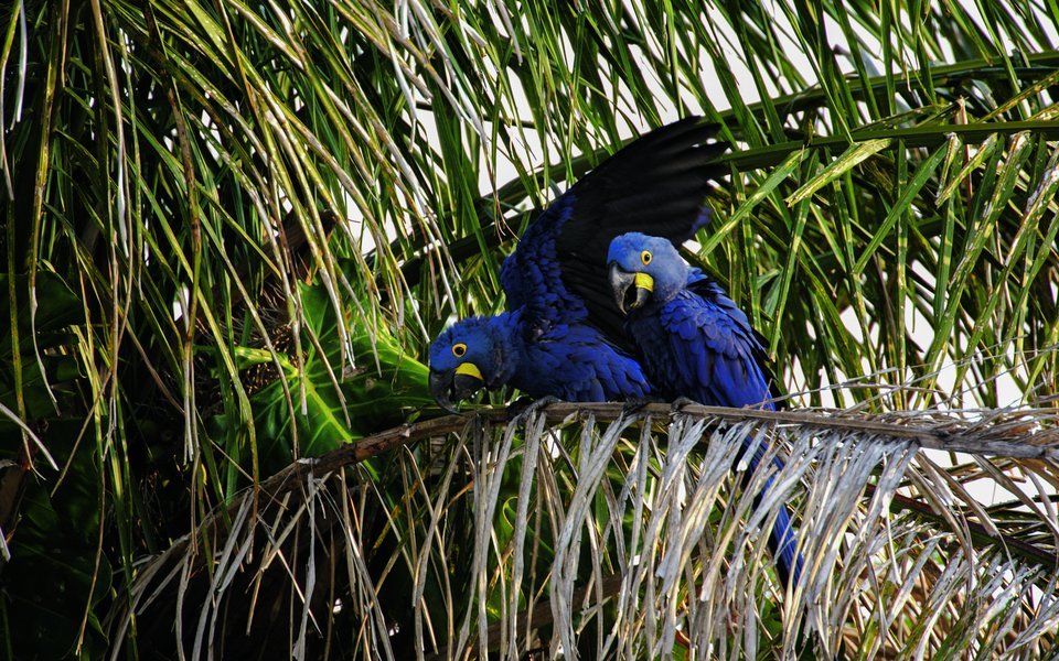 Die Hyazintharas im Pantanal präsentierten sich gut. 