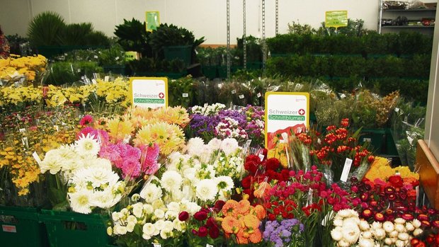 Ein Grossteil der in der Berner Blumenbörse gehandelten Blumen, wie diese Dahlien, wurden in der Schweiz gezogen. 