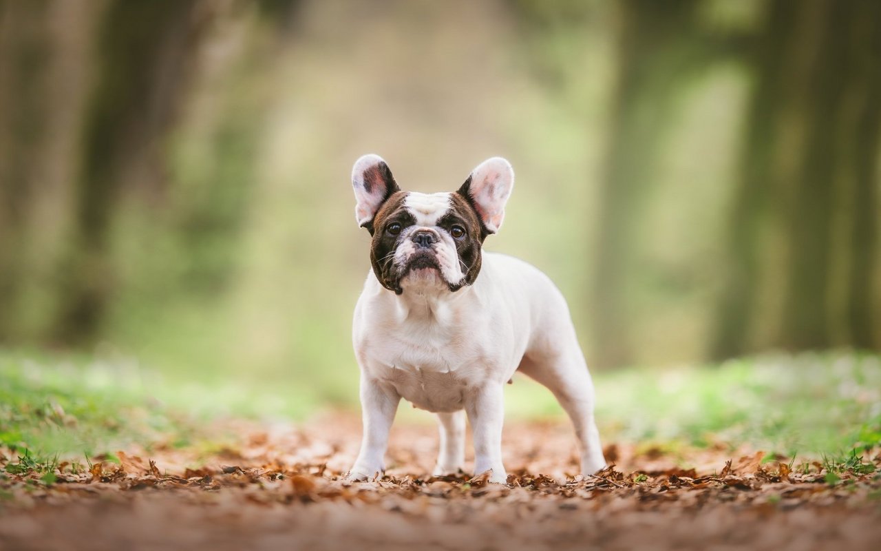 
Die Französische Bulldogge besitzt eine kompakte Statur, grosse, auffällige Fledermausohren und ein markantes, faltiges Gesicht mit einer kurzen, breiten Schnauze.