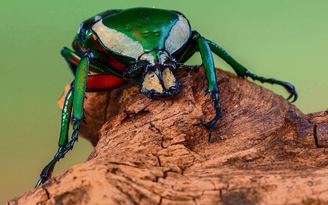 Dicronorhina derbyana derbyana aus Afrika ist unter Käferfreunden beliebt. 