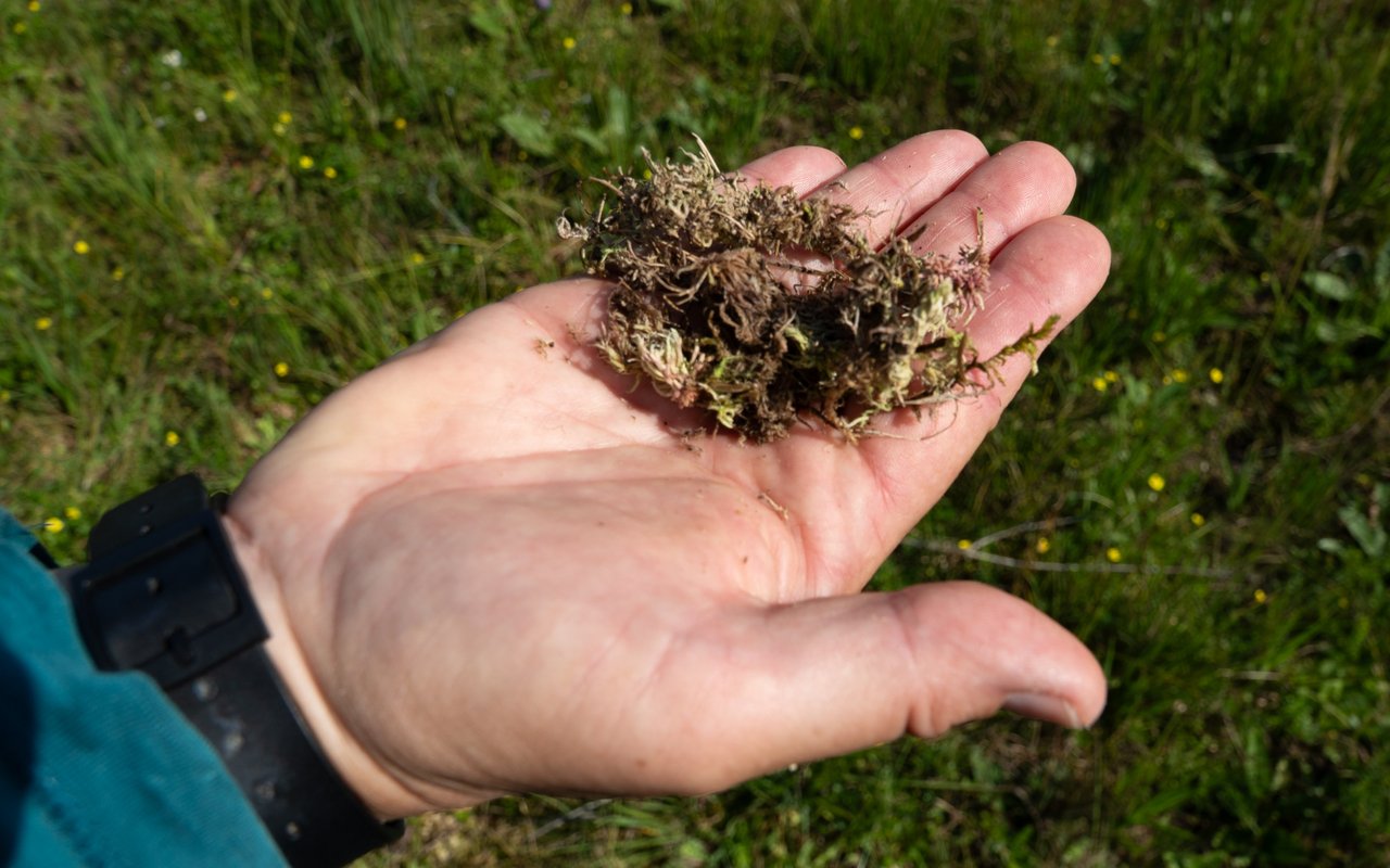 Angéline Bedolla zeigt das Magellans Torfmoos (Sphagnum magellanicum).