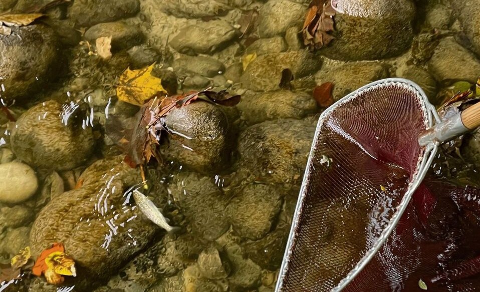 Mit der Sonde werden die Fische in den Kescher geführt.