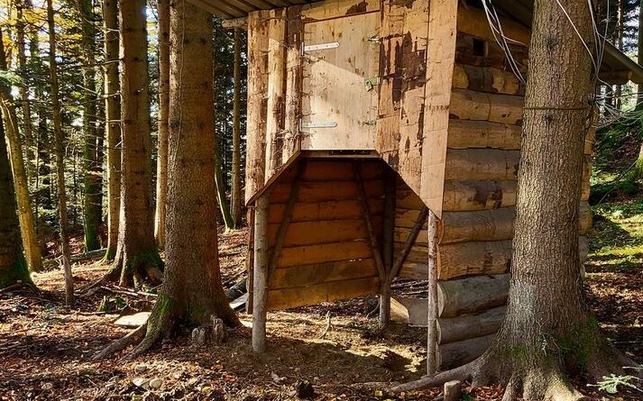 Von ihren Hütten im Wald machten die Schweine vor allem im Sommer und Winter Gebrauch. 