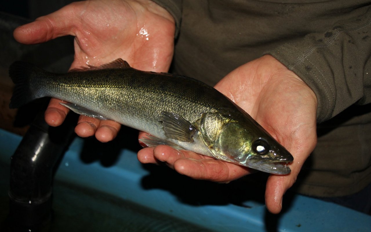 Zander aus einem Becken der Fischzucht des Landwirts Matthias Widmer in Busswil bei Heimiswil BE. 