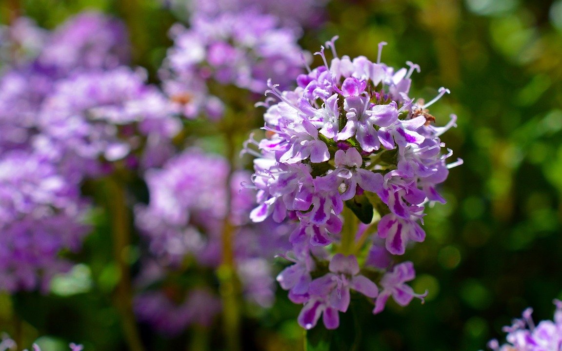 Thymian