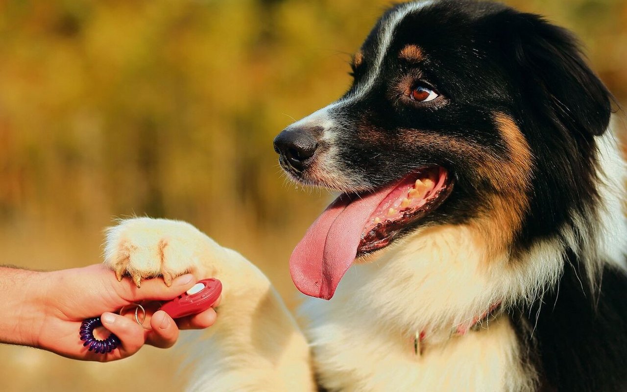Fast jedes Tier kann das Klickertraining erlernen, egal ob Wildtier oder Haustier. Die meisten Hunde lernen besonders schnell. 