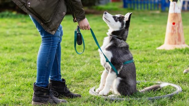 Frau macht Kurs mit jungem Husky