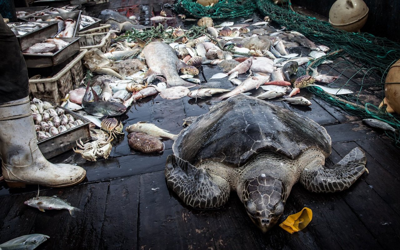 In manchen Gebieten landen bis zu 90 Prozent der Fänge als unerwünschter Beifang wieder im Meer – meist tot oder sterbend.
