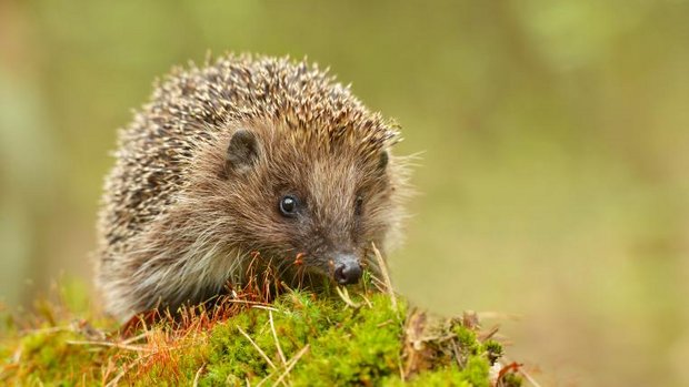 Igel