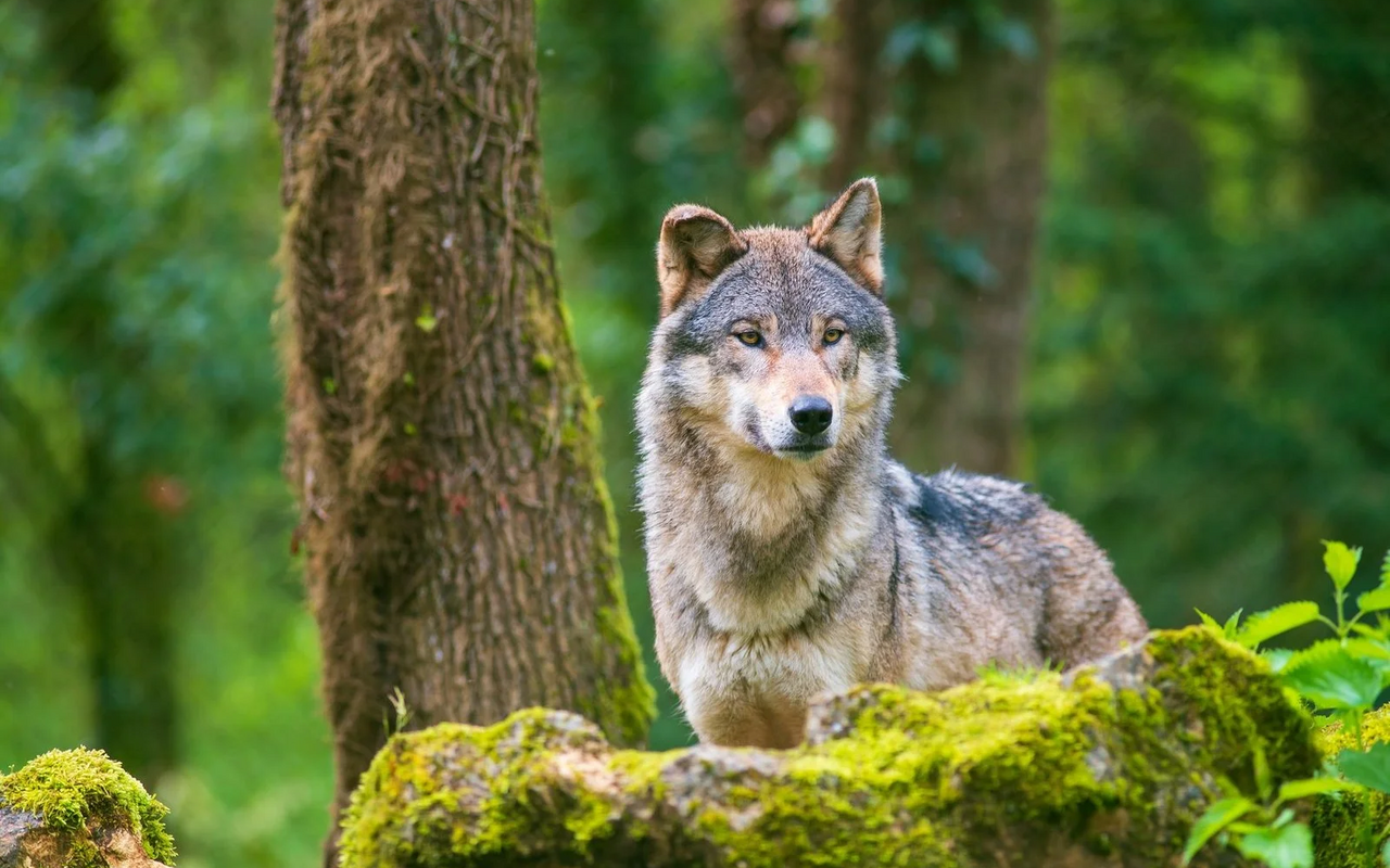 Statt um ihn herum zu laufen, durchschwamm ein Wolf den Vierwaldstättersee.