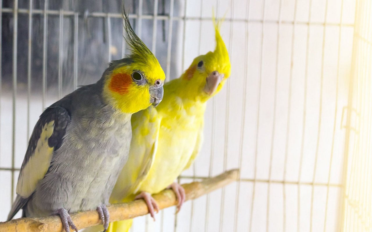 Recherchen des Schweizer Tierschutz STS zeigen alarmierende Zustände bei der Vogelhaltung in der Schweiz.