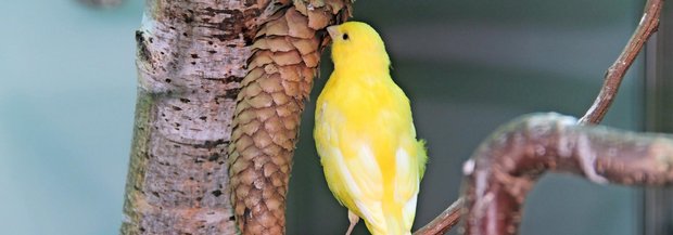 Kanarienvogel Beschäftigung