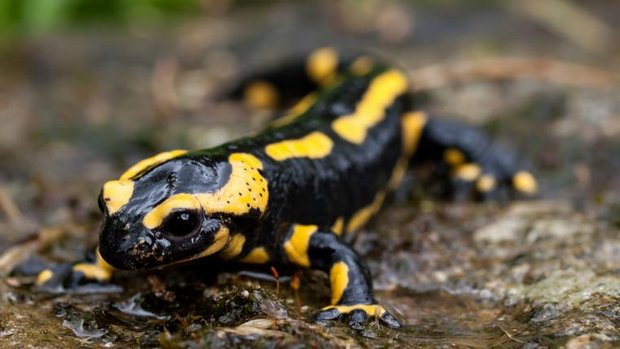 Feuersalamander