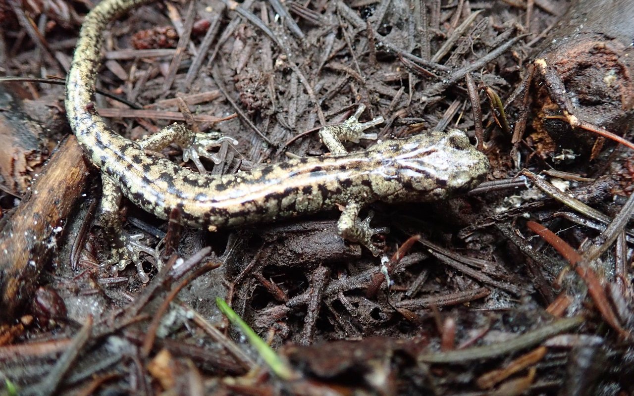 Der Wandernde Salamander ist quasi Herr der Lüfte. 