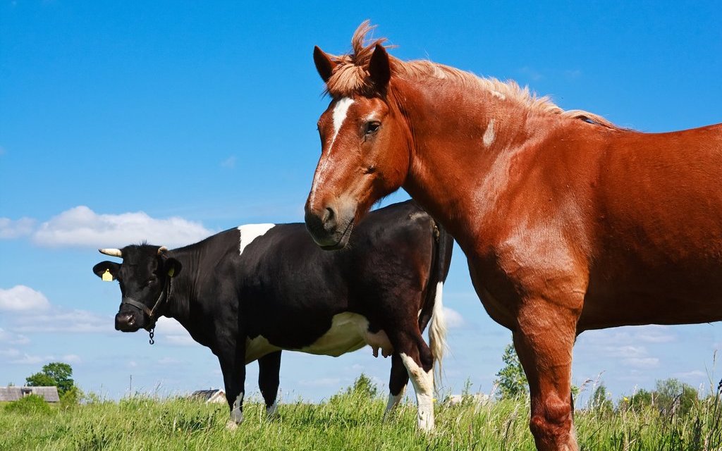 Auch Kühe sind je nach Rasse gute Reittiere.