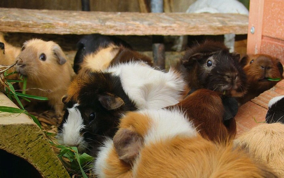 Meerschweinchen leben gerne in der Gruppe, doch ihr Bestand muss kontrolliert werden.