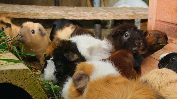 Meerschweinchen leben gerne in der Gruppe, doch ihr Bestand muss kontrolliert werden.
