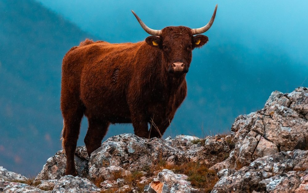 Wie Punkte glühender Lava leuchten die Salers Rinder.