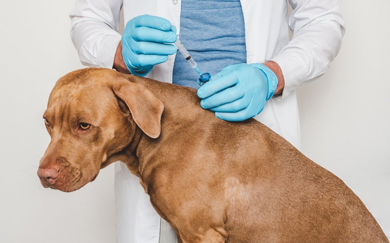 Wer mit Hund oder Katze ins Ausland reist, muss den Nachweis einer Tollwut-Impfung vorbringen können.