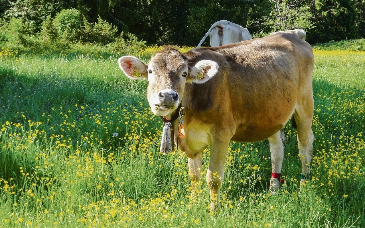 Braunvieh. 