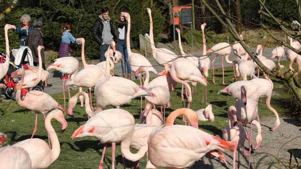 Flamingos im Dählhölzli mit Besuchern