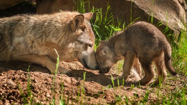 Wolfsmutter mit Jungtier