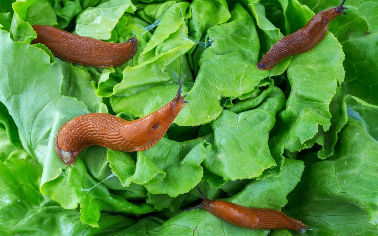 Die Spanische Wegschnecke ist für die grössten Schäden im Garten verantwortlich. Sie frisst auch stark duftende oder hartlaubige Pflanzen, die andere Schnecken meiden.