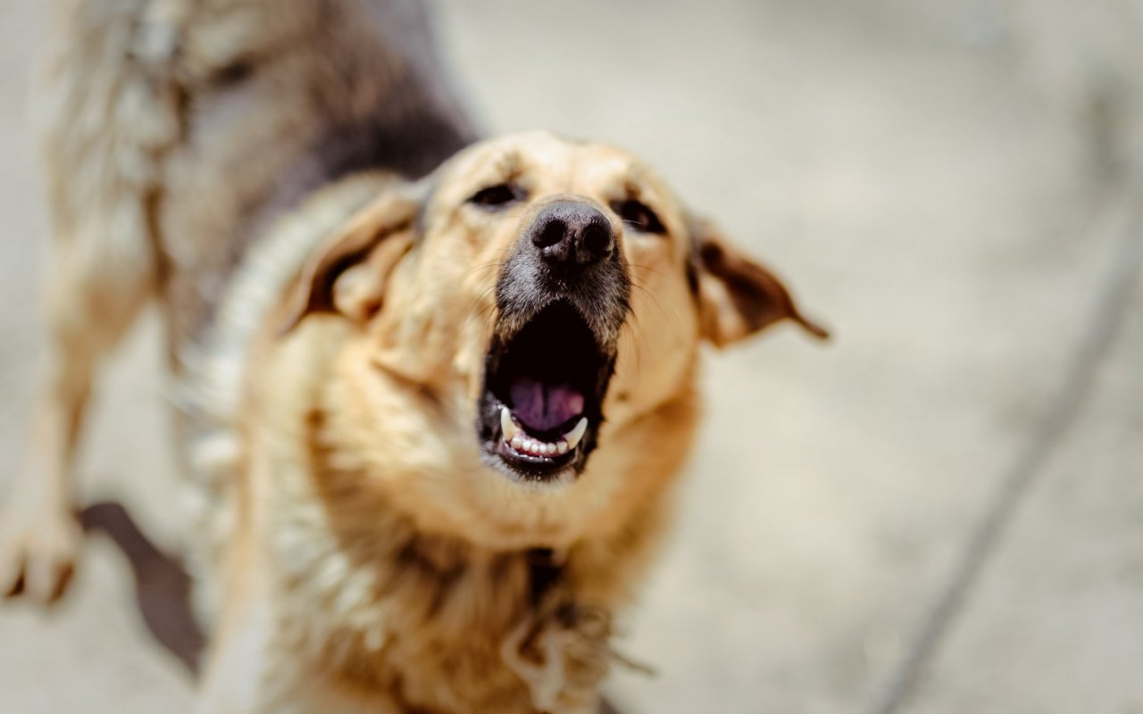 Für Hofhunde gehört Bellen zum Job.