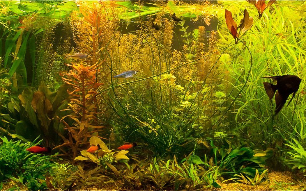Damit Wasserpflanzen in einem Aquarium gut gedeihen ist regelmässiger Wasserwechsel nötig. 
