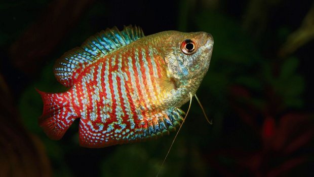 Der Zwergfadenfisch ist ein wundervoller, aber heute schwierig zu pflegender Aquarienfisch.