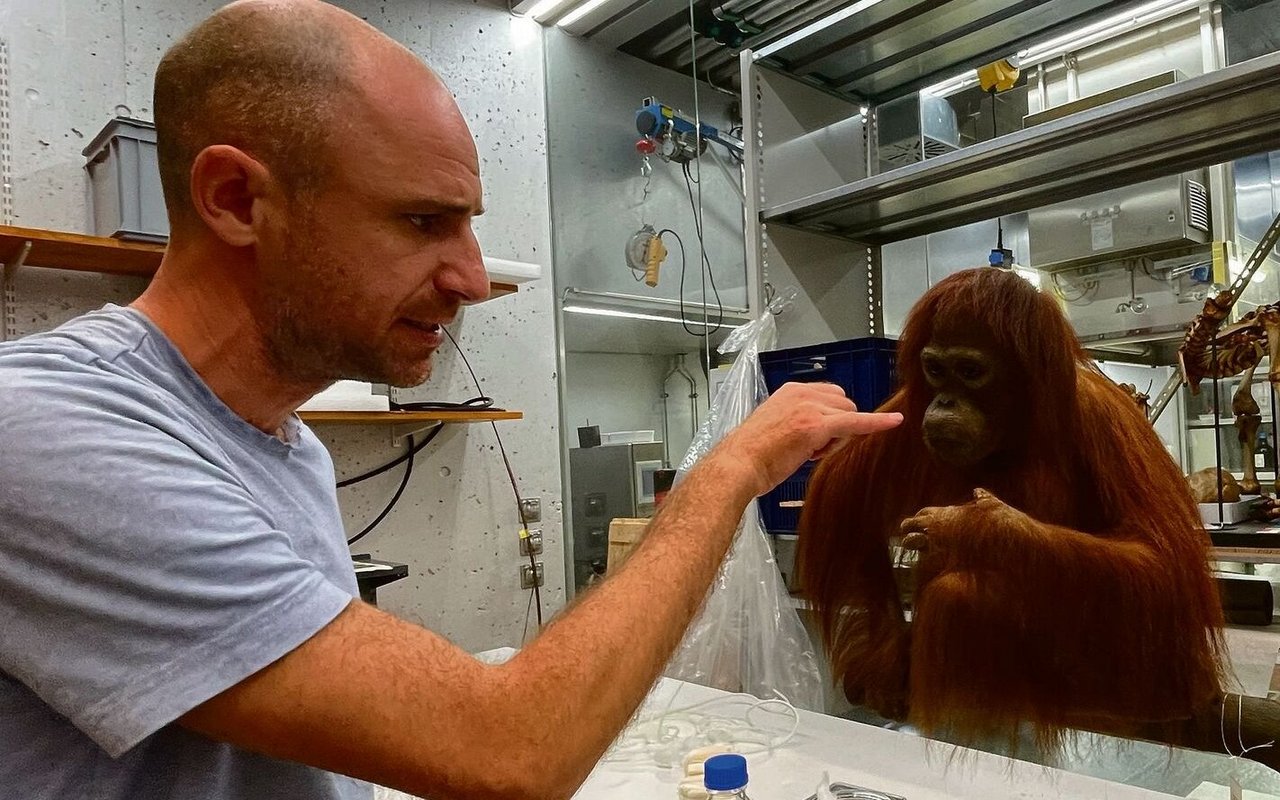 Probst erklärt, wie dieses alte Präparat eines Orang-Utans restauriert wird.