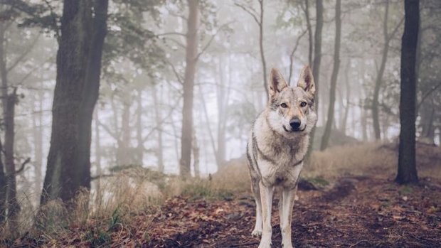 Wolf in nebligem Wald
