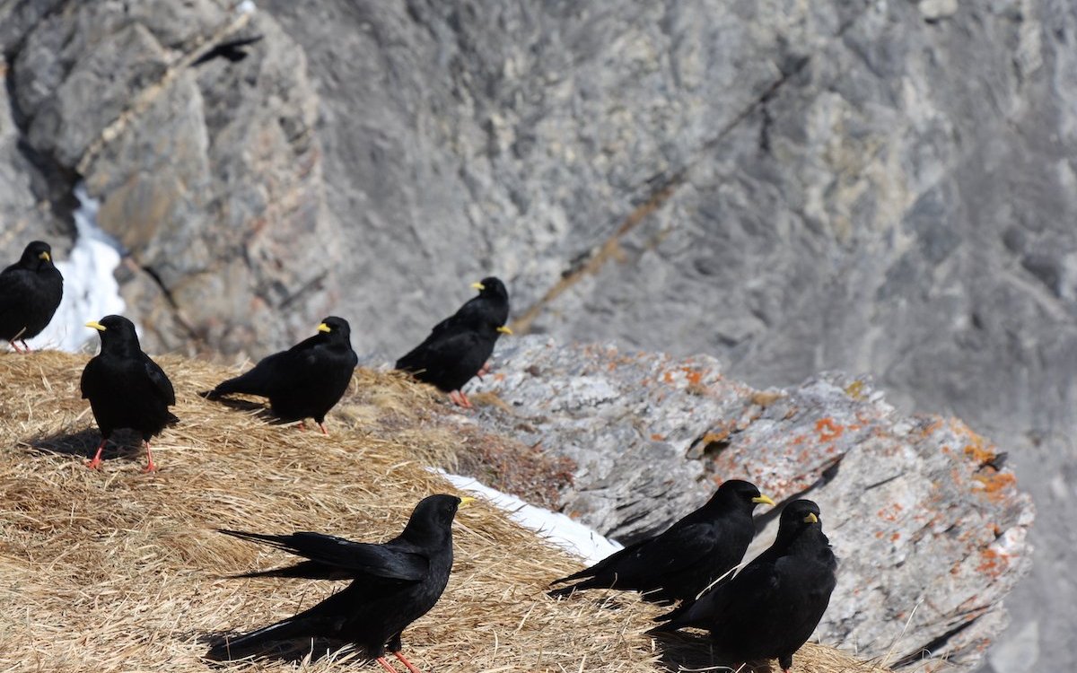 Alpendohlen auf der Gemmi oberhalb von Leukerbad hoffen auf Leckerbissen durch Touristen. 