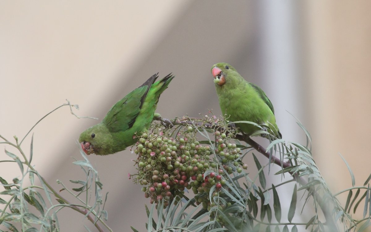 Zwei Taranta-Weibchen naschen in einem Vorort von Addis Abeba in Äthipien von den Beeren eines Peruanischen Pfefferbaums. 