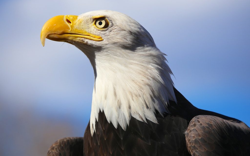Der Weisskopfseeadler ist ein Symbol, mit dem sich viele Amerikaner identifizieren und das ein Gefühl des nationalen Stolzes hervorruft.