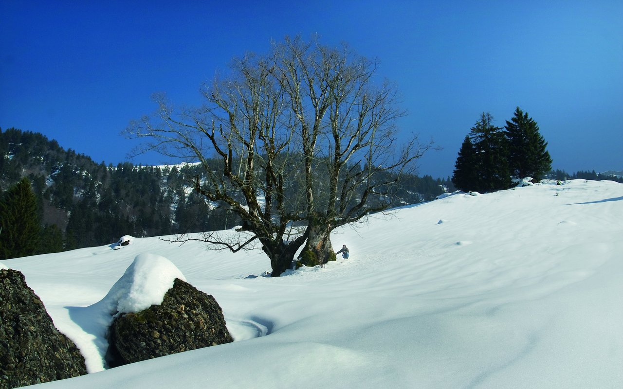 Bergahorn, Kaltbrunn (SG), ca. 800 Jahre alt, 11,6 Meter, Stammumfang

Auf den ersten Blick sieht es so aus, als würden zwei Bäume nebeneinander stehen. Tatsächlich handelt es sich aber nur um einen Baum mit gänzlich gespaltenem Stamm.
