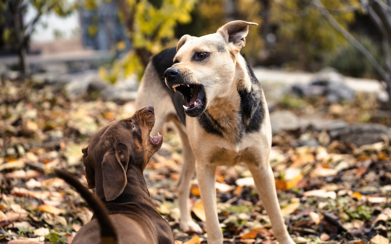 Wer die Körpersprache des Hundes kennt, geht entspannter Gassi.