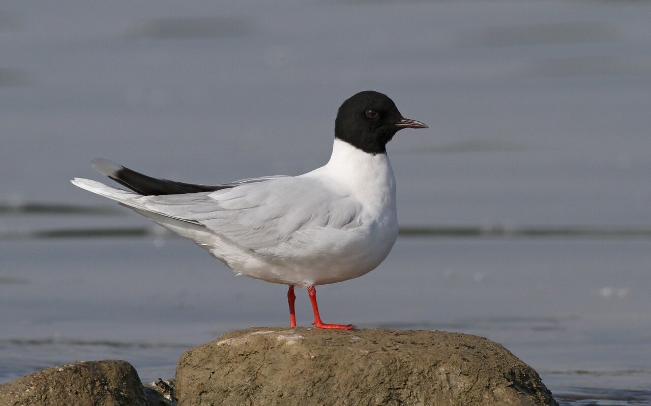 Zwergmöwe